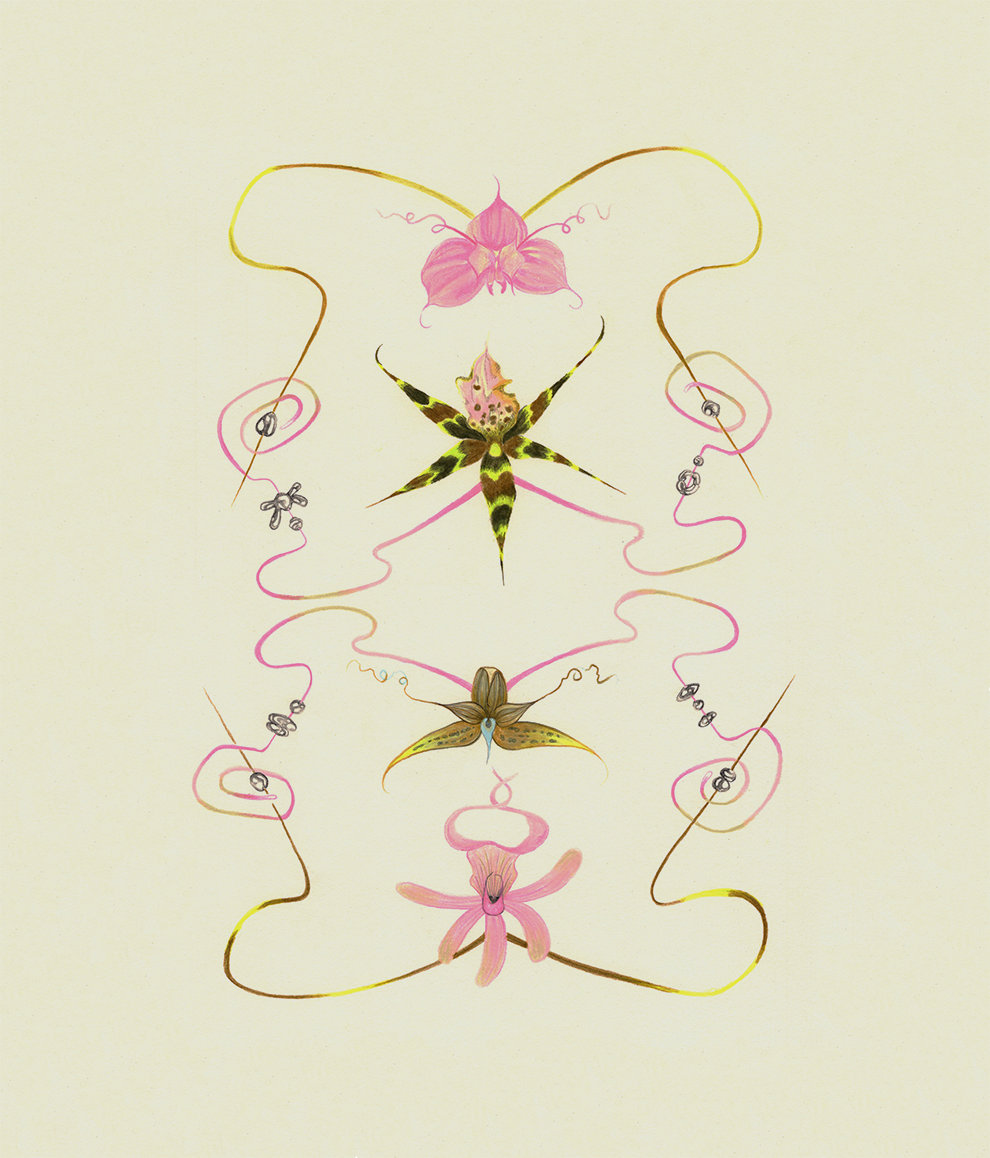Orchids-2