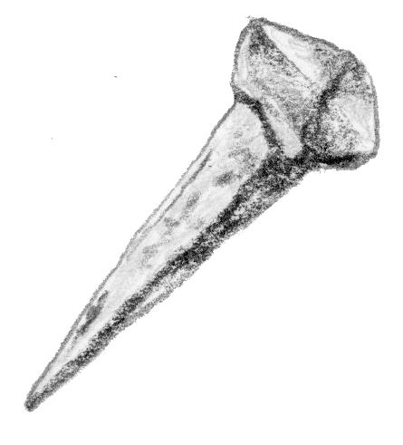 Nail